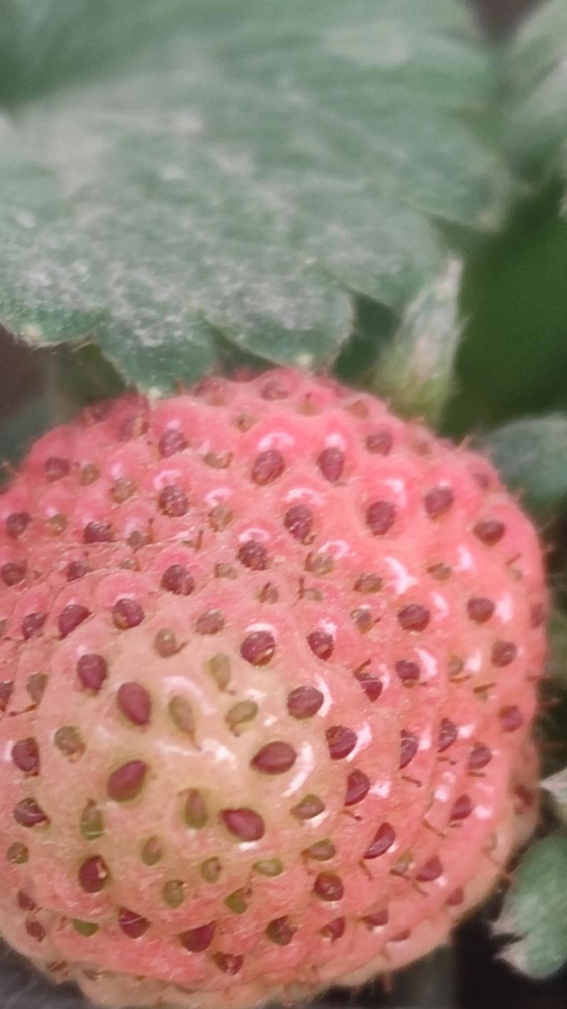 草莓开花结果的时间及注意事项（掌握草莓生长规律，助力果园高产丰收）