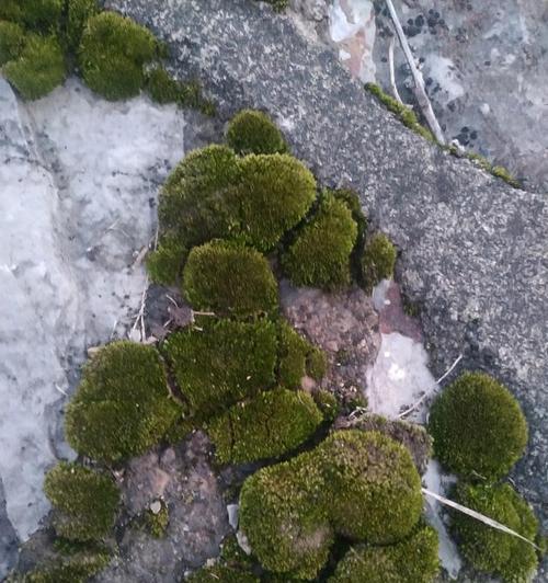 苔藓的生长环境（探寻苔藓的生存奥秘）