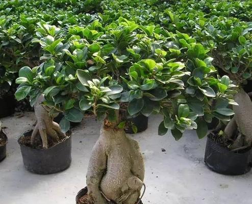 人参榕怎么浇水最合适？（浇水频率与浇水量影响榕树健康，了解这些关键点就对了！）