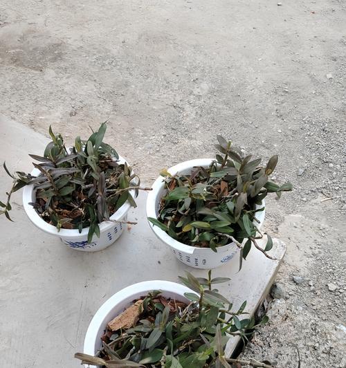 铁皮石斛分盆容易成活的方法与技巧（掌握分盆技巧，让铁皮石斛茁壮成长）