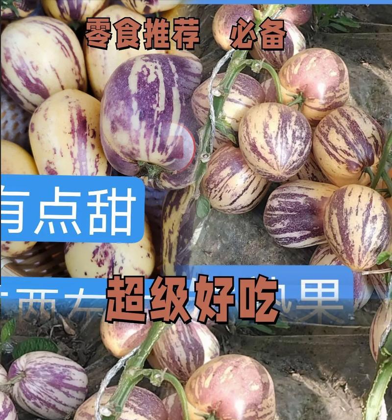 人参果种子能否食用？（人参果种子的营养价值及食用方法一一）