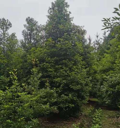 金丝楠种植条件与适宜地区解析（了解金丝楠生长需求，助您成功种植金丝楠）