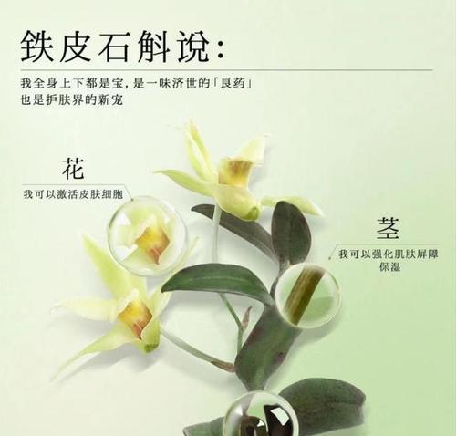 铁皮枫斗的功效与作用（探究铁皮枫斗对身体健康的益处）