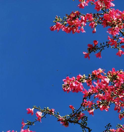 孤傲花的花语（探寻孤傲花的神秘内涵）