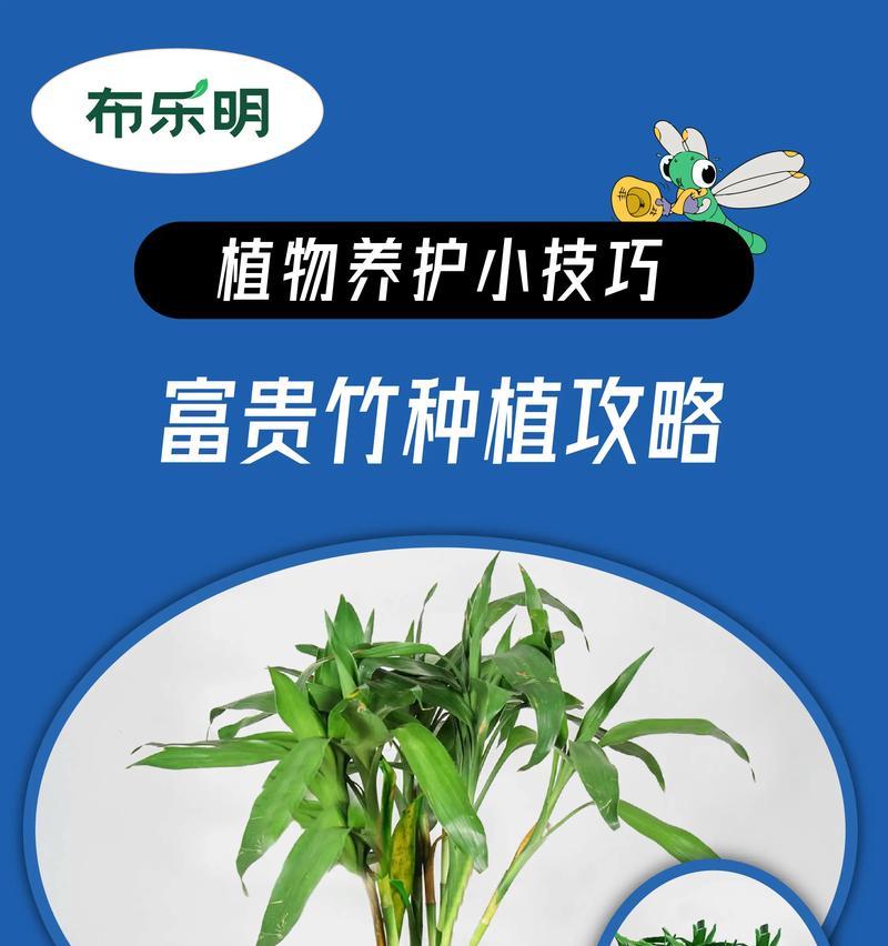台湾竹养殖方法与注意事项（从种植到收获，全面了解台湾竹的养殖要点）