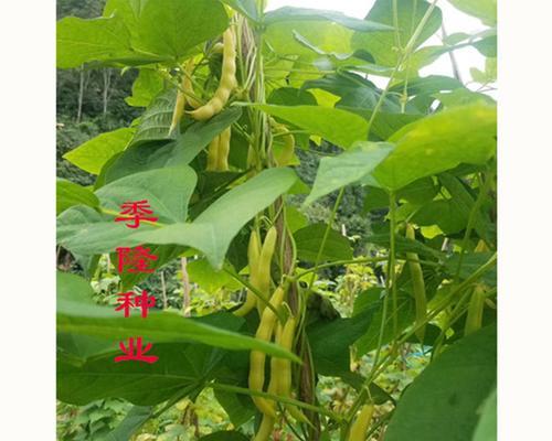 金豆种子的播种方法（让你在家也能种出丰收的果实！）