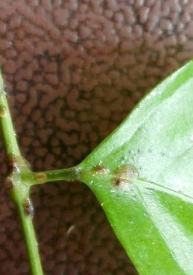 如何有效防治仙人球介壳虫？（有效药物及管用方法详解）