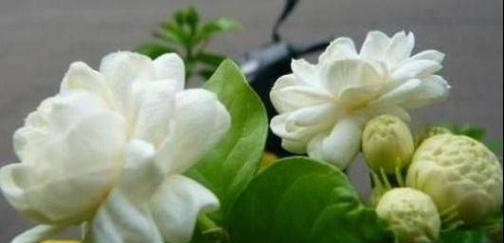 安神的花卉（探索安神花卉的奥秘与功效）