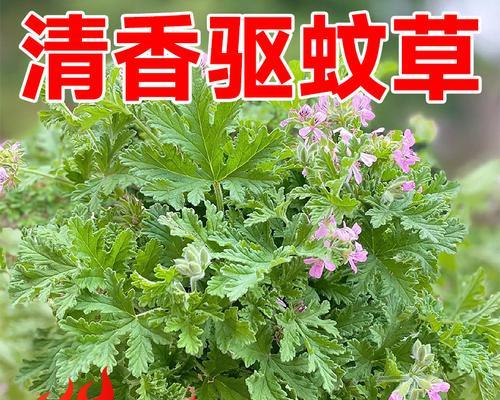 四季养护薄荷秘籍（春夏秋冬，如何科学浇水？）