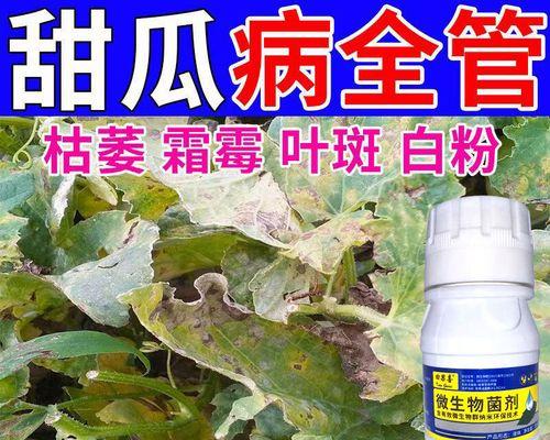 甜瓜病毒病的症状和防治方法（了解甜瓜病毒病的常见症状和有效的预防措施）