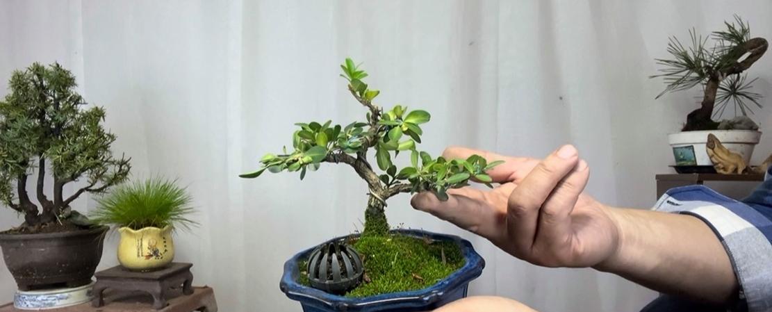 黄杨剪枝时间和技巧（如何保持黄杨树形美观）