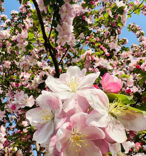 海棠花种植指南（在家门口也能轻松打造花园）
