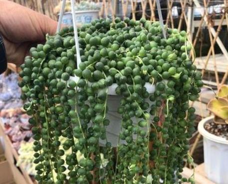 多肉植物的光照需求（喜阳还是喜阴？了解多肉植物的光照要点）