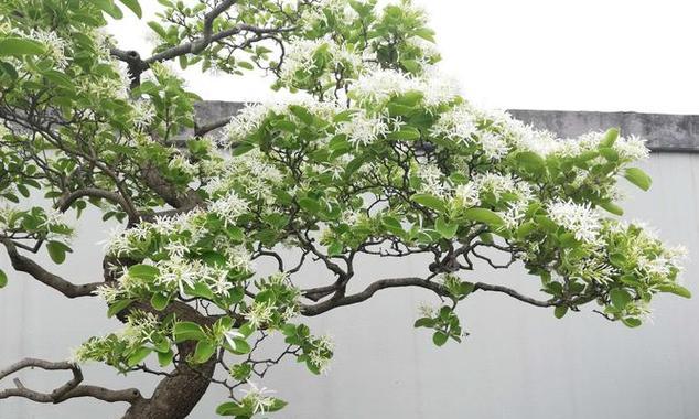 喷雪花的养殖方法与注意事项（打造一片绚烂的喷雪花世界）