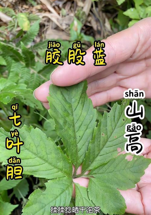 农村绞股蓝全方位介绍（绞股蓝在农村的名字及其药用价值）