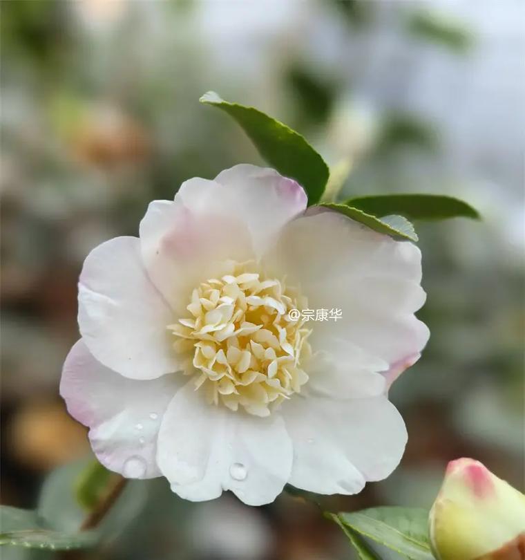 茶梅花期——一年四季的绿色美丽（探究茶梅花期长短与原因）