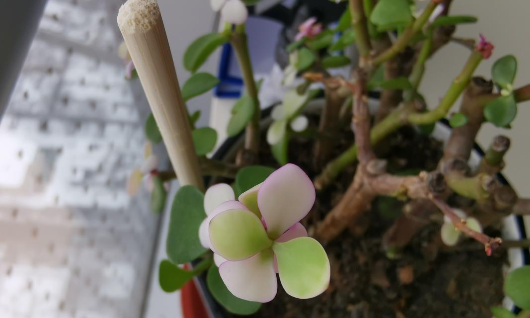 玉树的扦插技巧（如何让玉树更好地繁殖？）