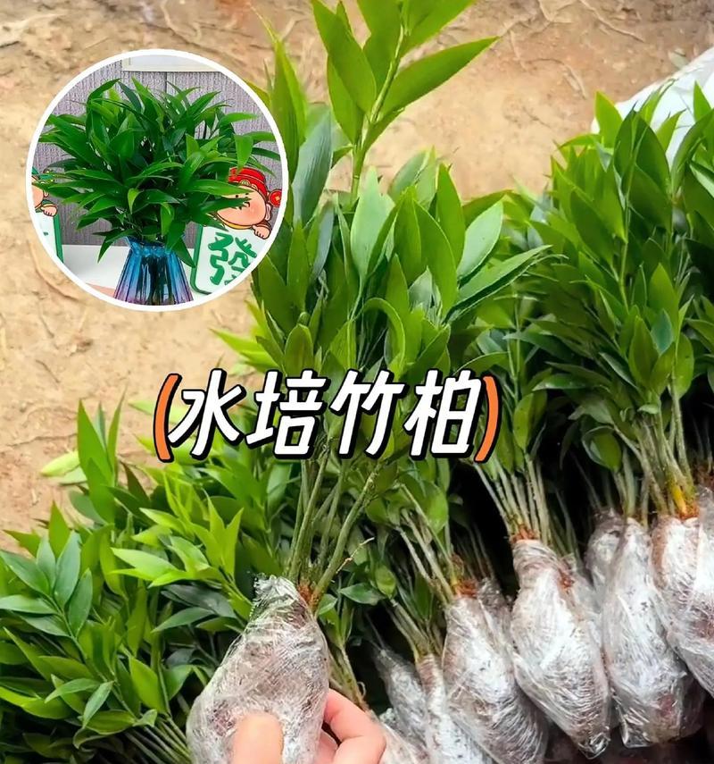梅花的浇水技巧（梅花多久浇一次水？如何掌握浇水的时间和方法？）