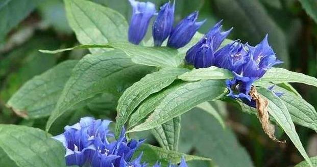 龙胆的种植与养护（易养、高产的药材植物——龙胆，适合初学者尝试种植）