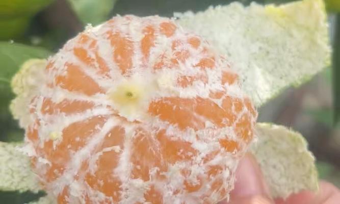 芦柑丰收季，等你来尝鲜（芦柑成熟时间、价格及吃法全解析）