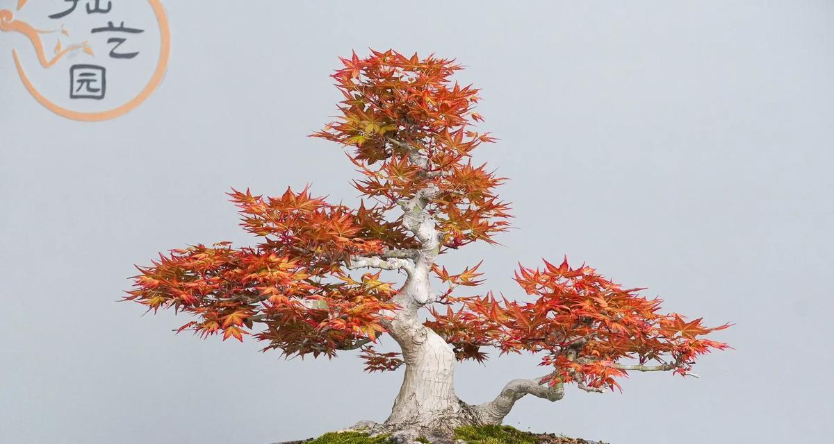 红叶枫树盆景的养护方法（如何让红叶枫树盆景长得更健康）