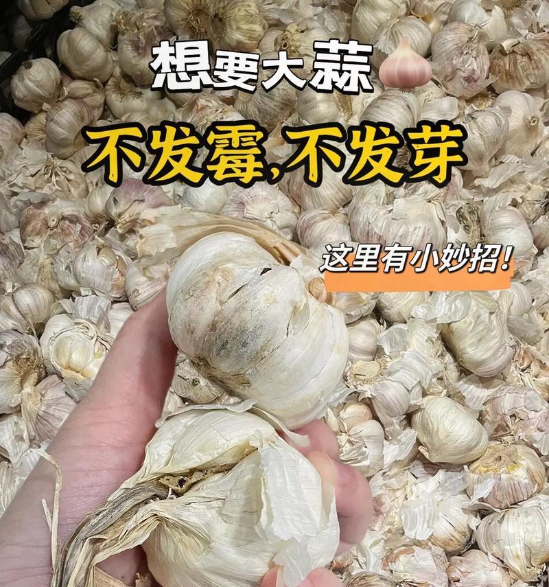大蒜保存技巧-让你的大蒜长时间保鲜（存放时间长的大蒜保鲜方法，轻松掌握）