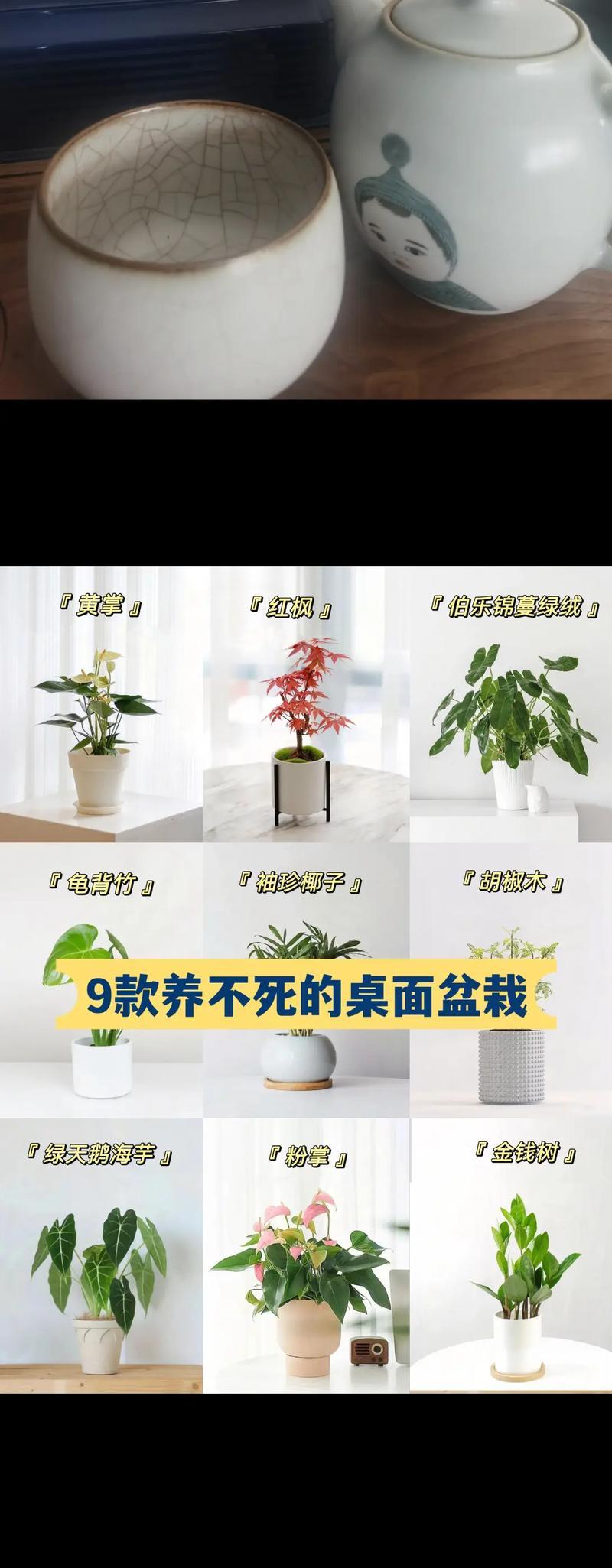 胡椒木冬天会冻死吗？（了解胡椒木的冬季抗寒能力，保护好你的植物吧！）