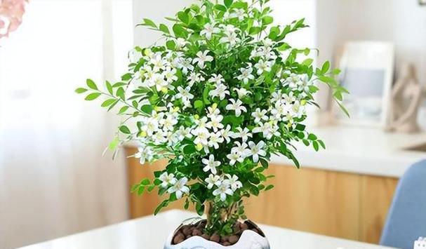 家里种九里香的好处（让家里充满清新芳香的秘密武器）