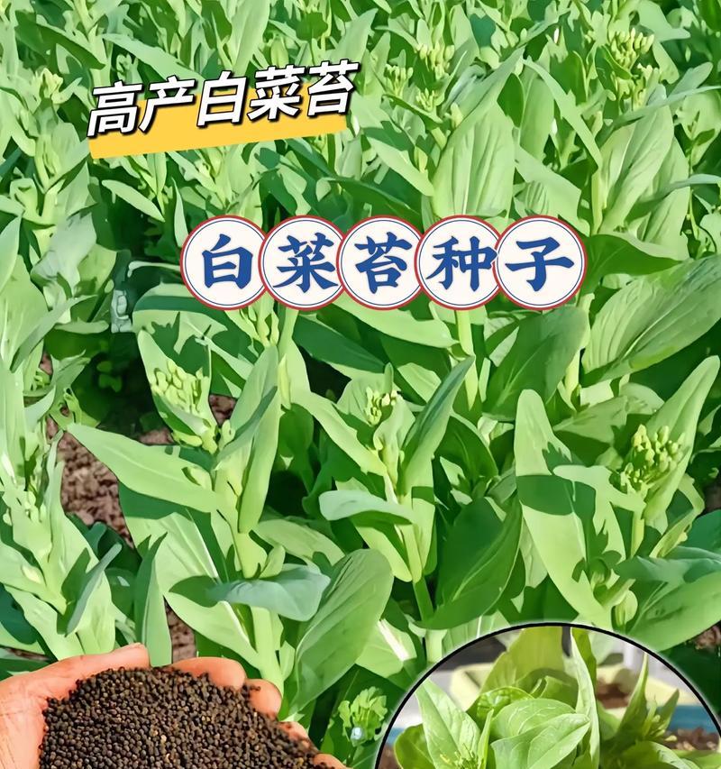 白菜（白菜的分类特征及其对人体的益处）