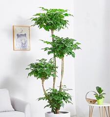 绿宝树有毒吗？（室内养护攻略一网打尽）