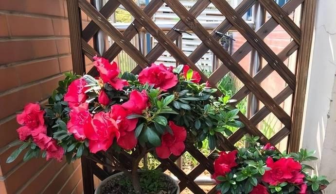 如何安全度过夏季杜鹃花的生长期（杜鹃花、安全、夏季、护理、养殖、病虫害防治、施肥、剪枝）