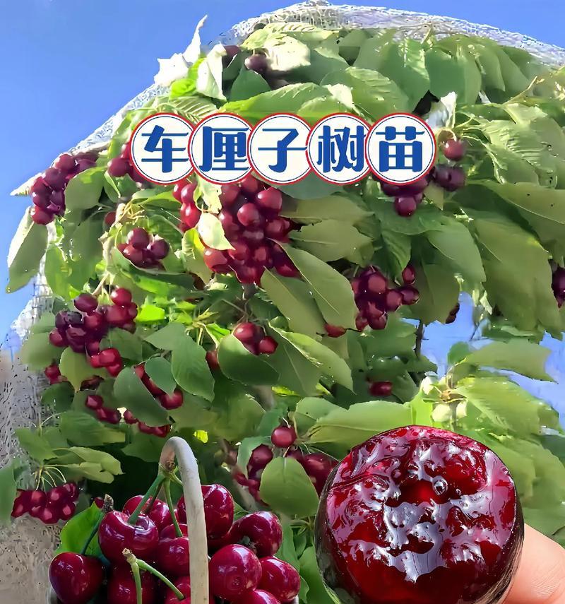 如何种植车厘子种子？（探寻车厘子种子的萌芽与成长）