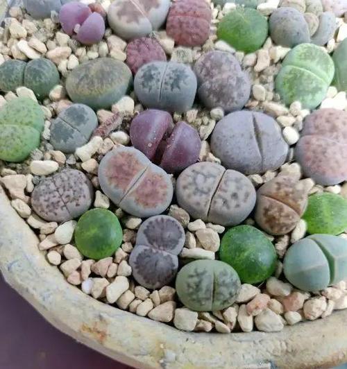 生石花浇水的正确方法与时间（打造健康的生石花，关键在于正确浇水）