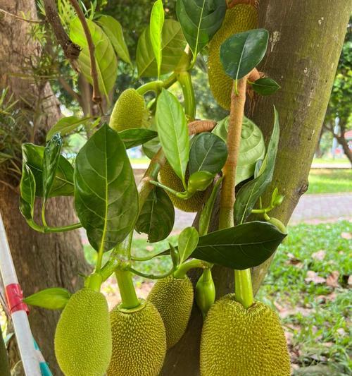 菠萝蜜的生长环境条件和特点（探究菠萝蜜适宜的生长条件和独特特点）