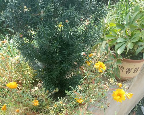 解密风仙子花的神秘功效（探究风仙子花的营养价值和药用价值，认识一朵神奇的花）