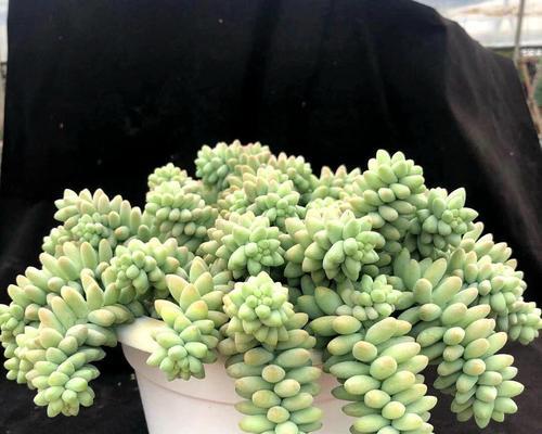 新玉缀多肉养殖详解（从选购到养护，全方位指南）