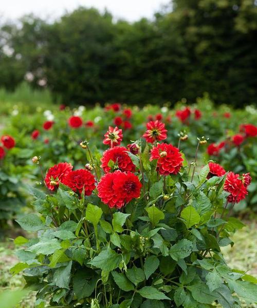 大丽花在冬天也能开花吗？（探究大丽花冬季开花的原因和方法）