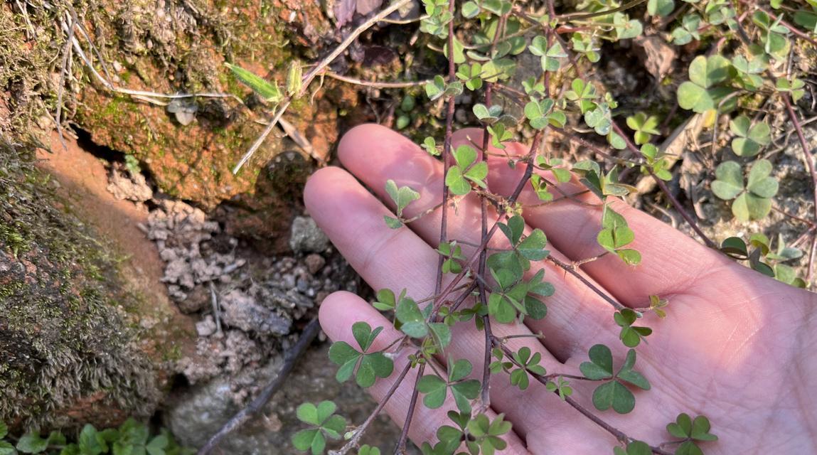 探秘喜酸的植物世界（鲜艳缤纷的颜色，独特的味道）