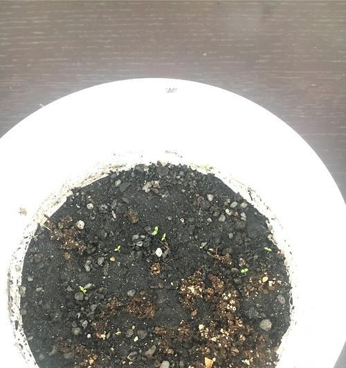 喇叭花种子发芽时间详解（喇叭花种子的种植与发芽过程，透彻了解喇叭花发芽秘密）