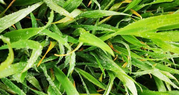 花椒树黄叶病的原因、治疗和预防（认识黄叶病，保护花椒树健康）
