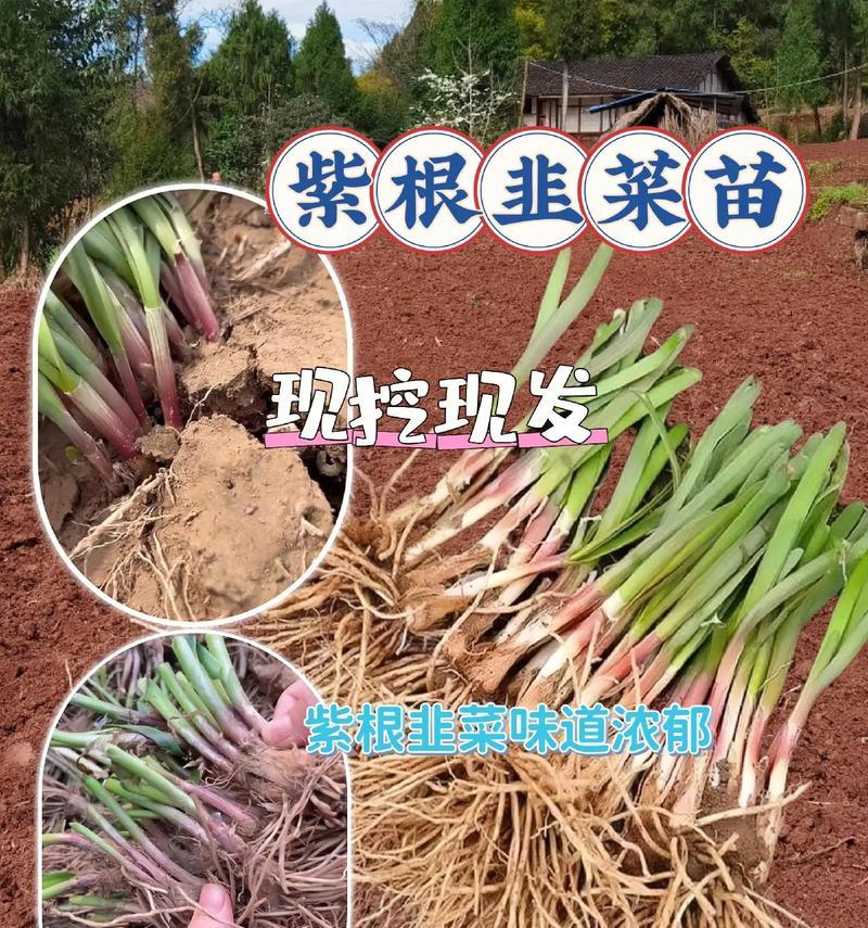 家里种韭菜的好处和方法（健康饮食从家里种韭菜开始）