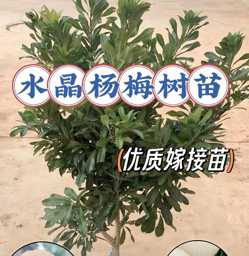 院子里可以种杨梅树吗？（杨梅树的种植条件、生长周期及收获时间）