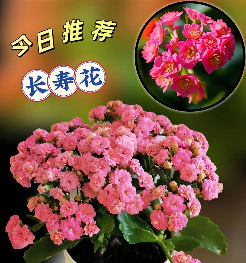 如何处理长寿花太密的情况（解决长寿花生长过于密集的问题）