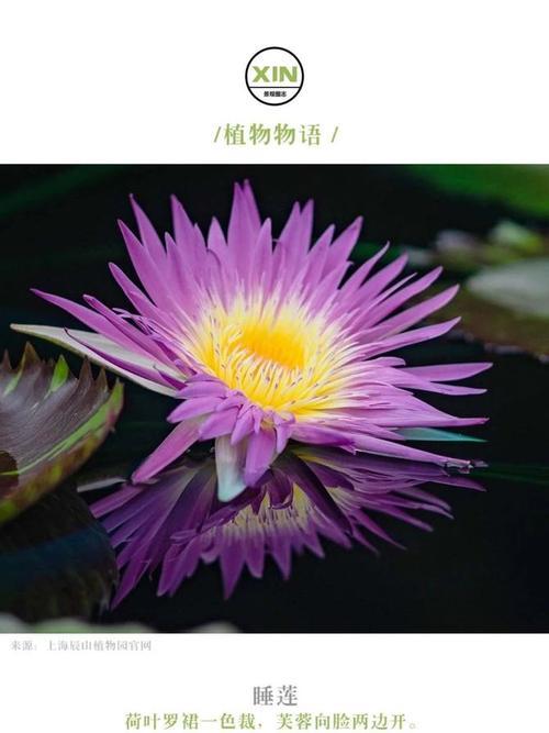 睡莲花语与象征——探寻自然之美（自然之美的映射——睡莲花语）