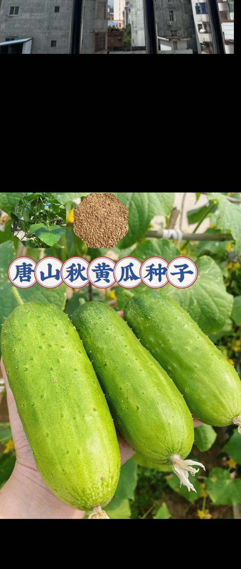 秋黄瓜种植全指南（时机、品种、施肥、病虫害防治，一篇搞定）