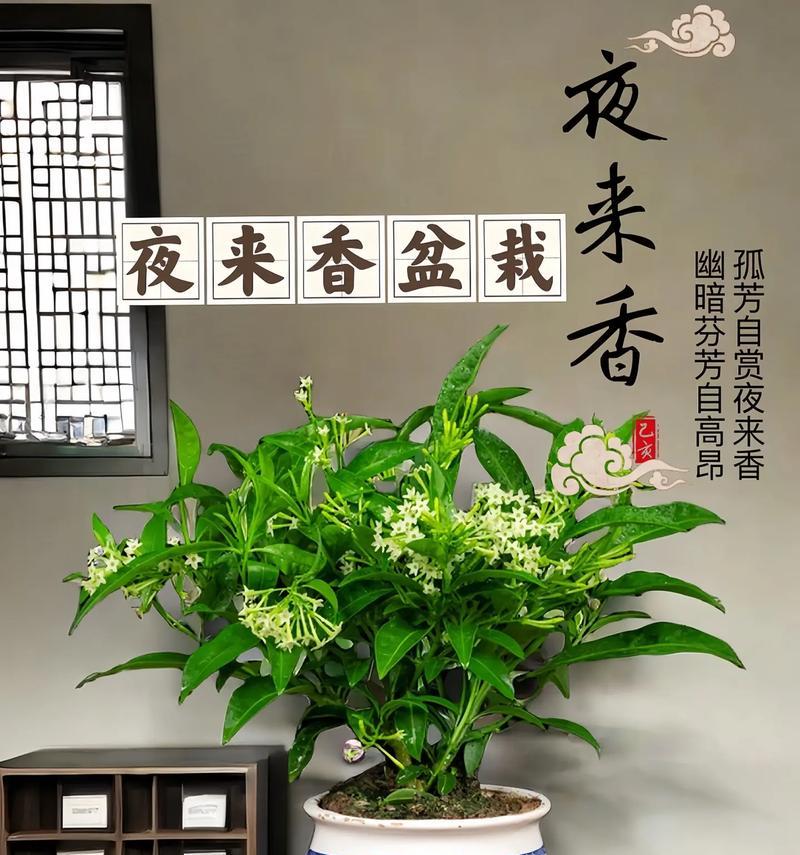如何养护夜来香，让其长得茁壮？（夜来香的养护技巧，让你拥有香气四溢的花园）