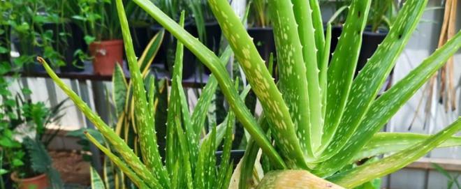 浅盆种植指南（如何选择合适的植物在浅盆中栽培？）