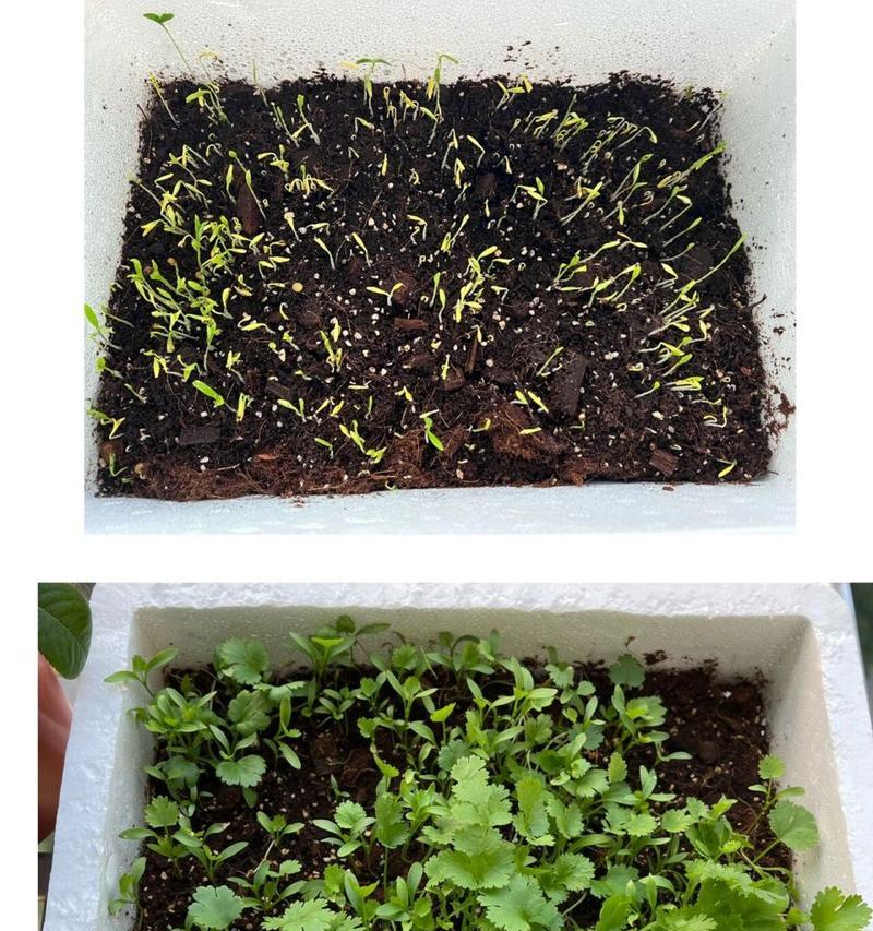 香菜的种植过程（从种子到采摘的全程探究）