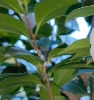 如何科学种植蚌壳花（蕌头）？（从种植时间到施肥技巧，全面掌握！）