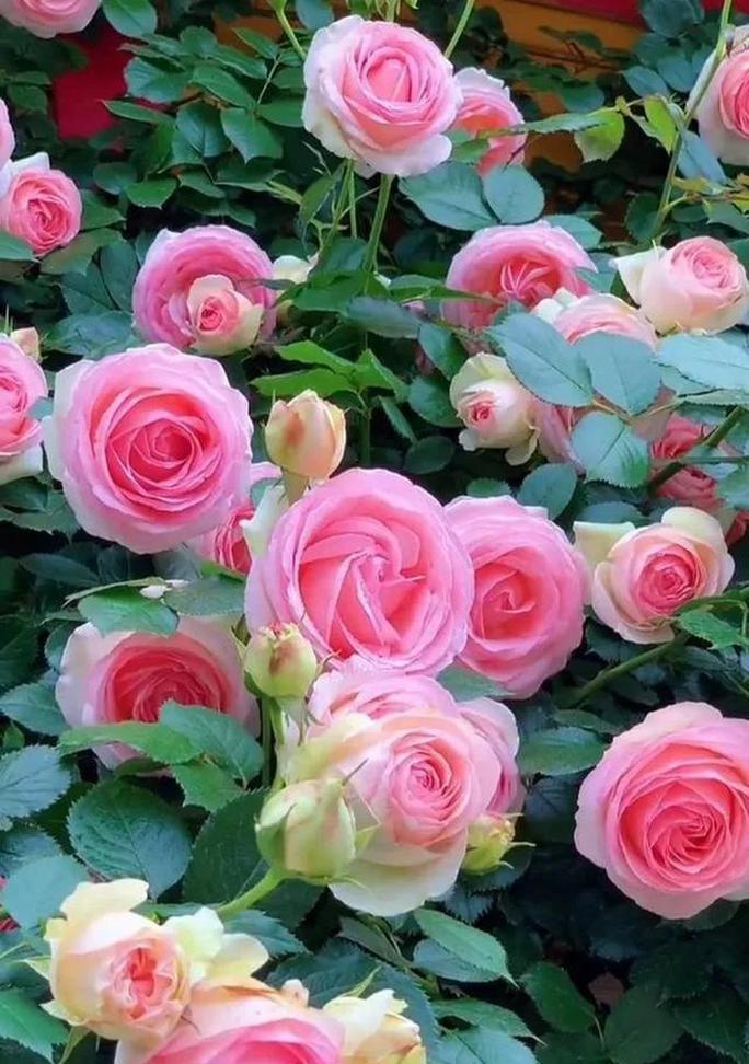 探寻南阳市花的美丽之处（百合花的独特魅力与文化涵义）